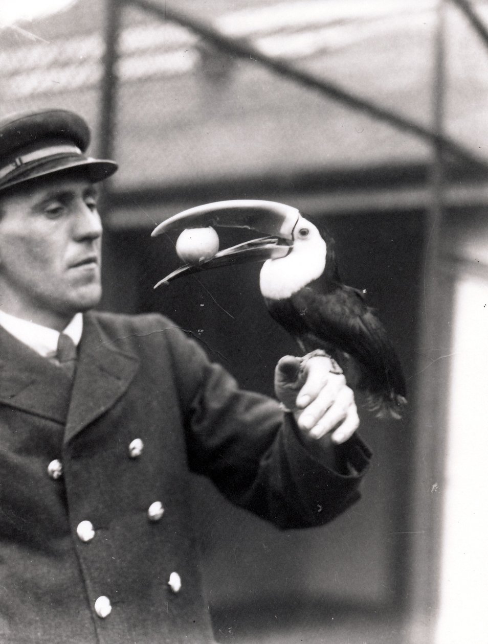 Tukaani pitää munaa suussaan vartijan käsivarressa, 1924 tekijältä Frederick William Bond