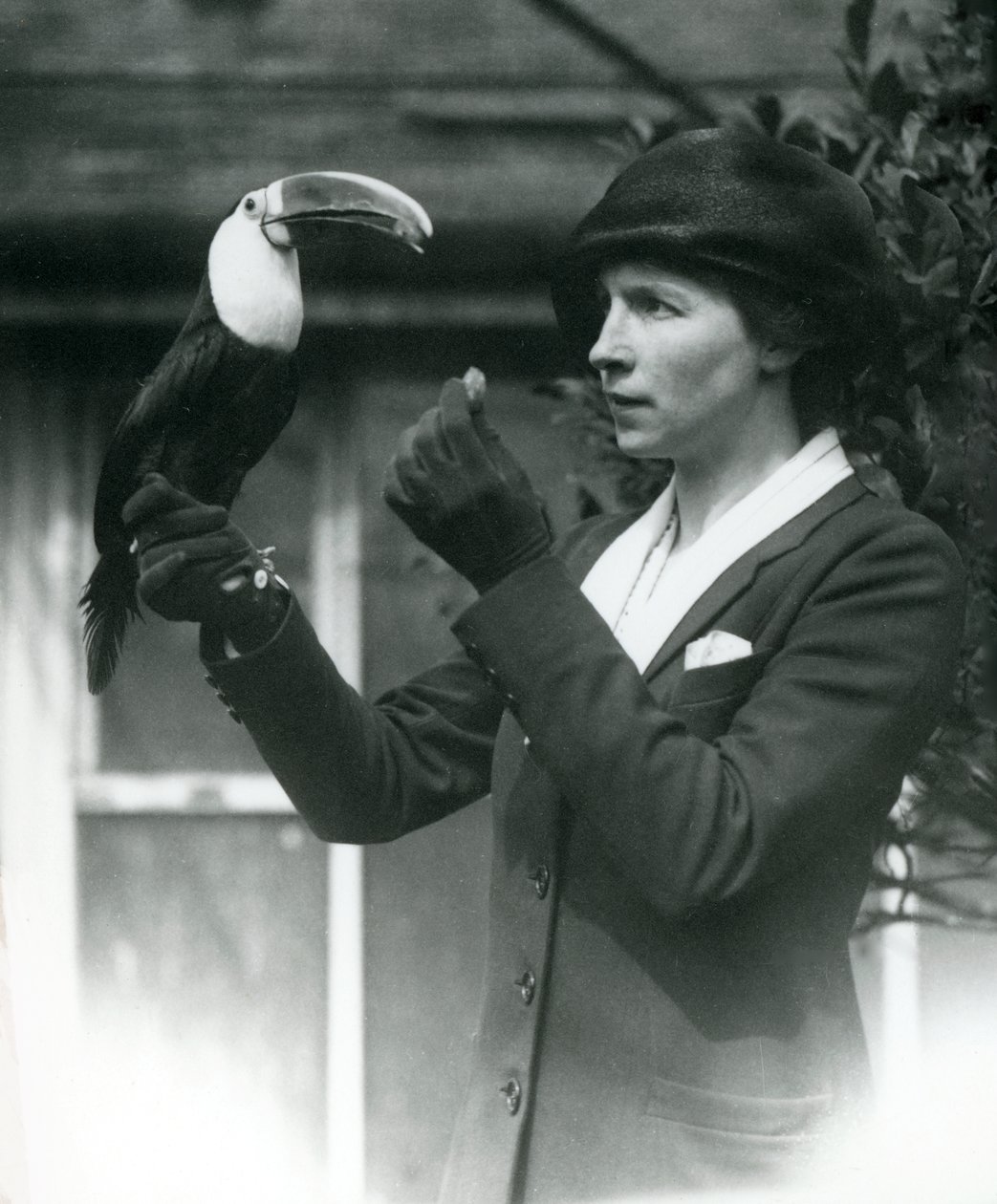 Nainen ruokkii valkokurkkutukaania istuen hänen hansikkaalla kädellään, Lontoon eläintarha, 1923 (svetokuvassa). tekijältä Frederick William Bond