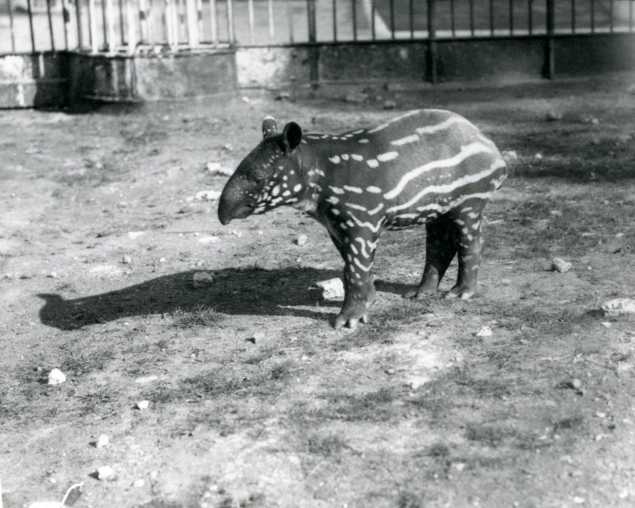 Nuori malaijilainen tapiiri Lontoon eläintarhassa 5. lokakuuta 1921 tekijältä Frederick William Bond