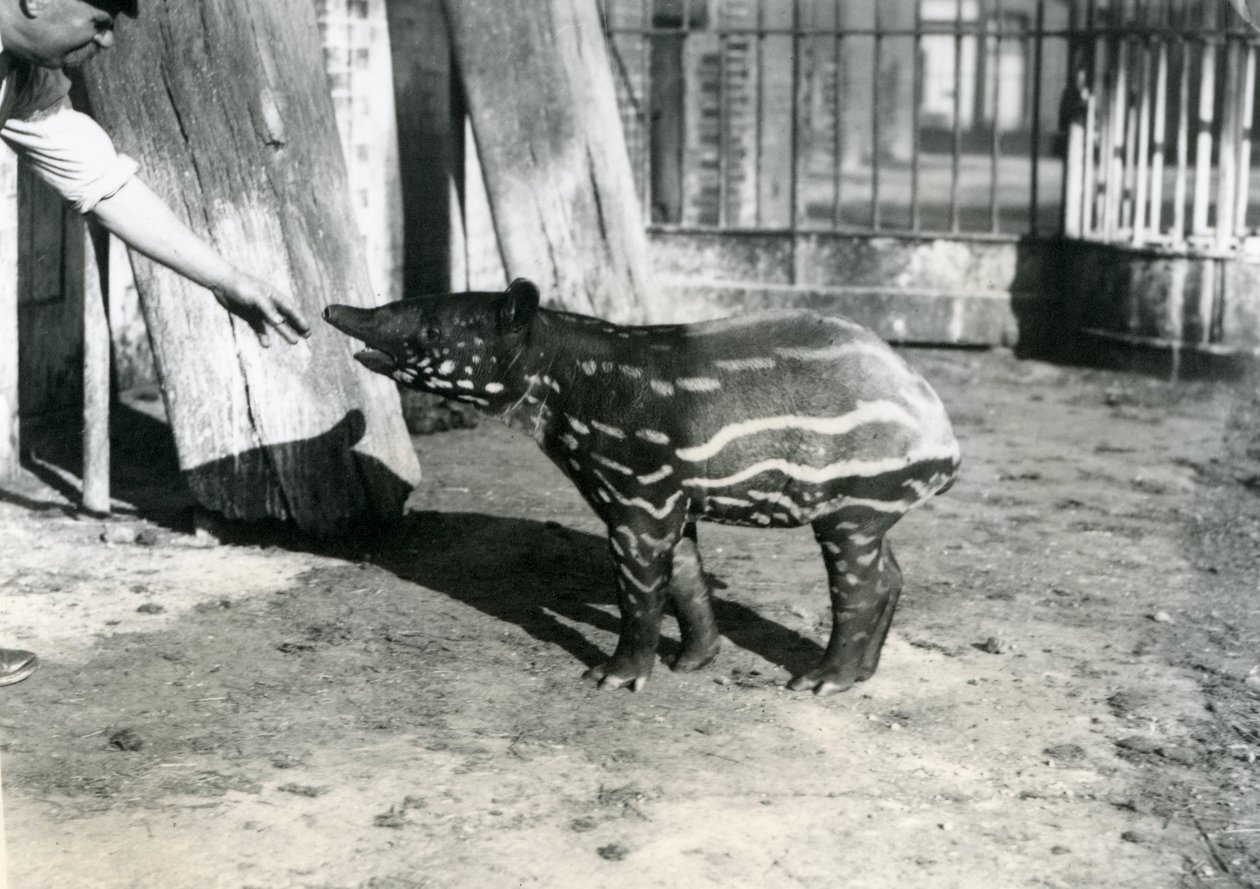 Nuori malaijilainen tapiiri pitäjän kanssa Lontoon eläintarhassa, 18. lokakuuta 1921 tekijältä Frederick William Bond