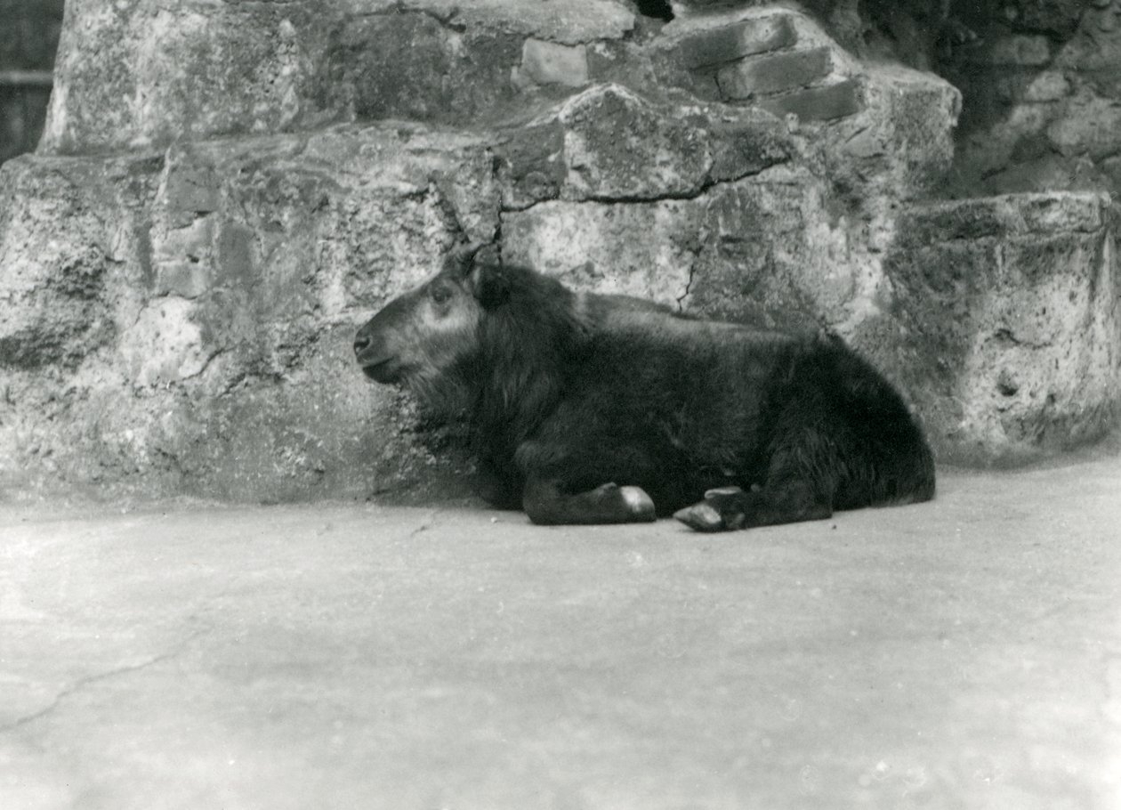 Nuori Takin, joka tunnetaan myös nimellä Cattle Chamois tai Gnu Goat, Lontoon eläintarha, huhtikuu 1923 (bw kuva) tekijältä Frederick William Bond