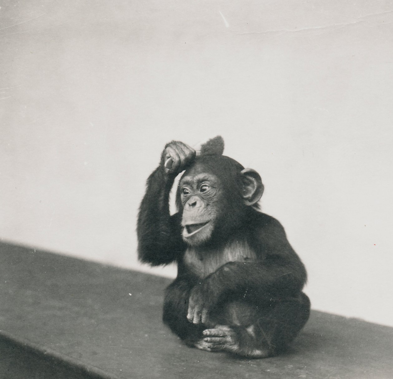 Nuori simpanssi, Johnnie, leikkii siveltimellä, 1923 tekijältä Frederick William Bond