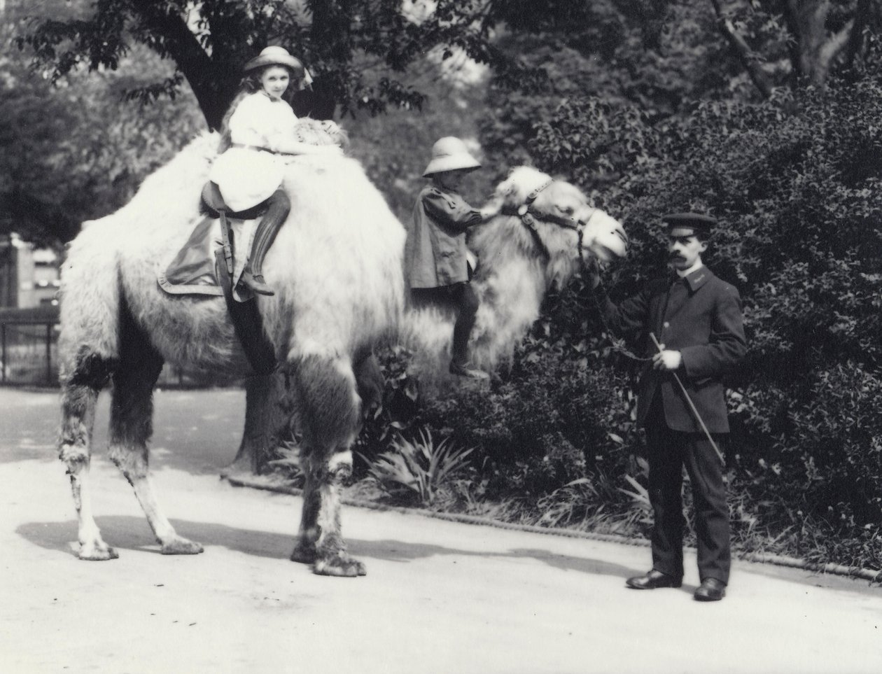 Arabialainen kameli, jolla Keeperillä ratsastaa kaksi lasta, tyttö kyhmyssä ja nuorempi lapsi kaulassa, Lontoon eläintarha, toukokuu 1914 tekijältä Frederick William Bond