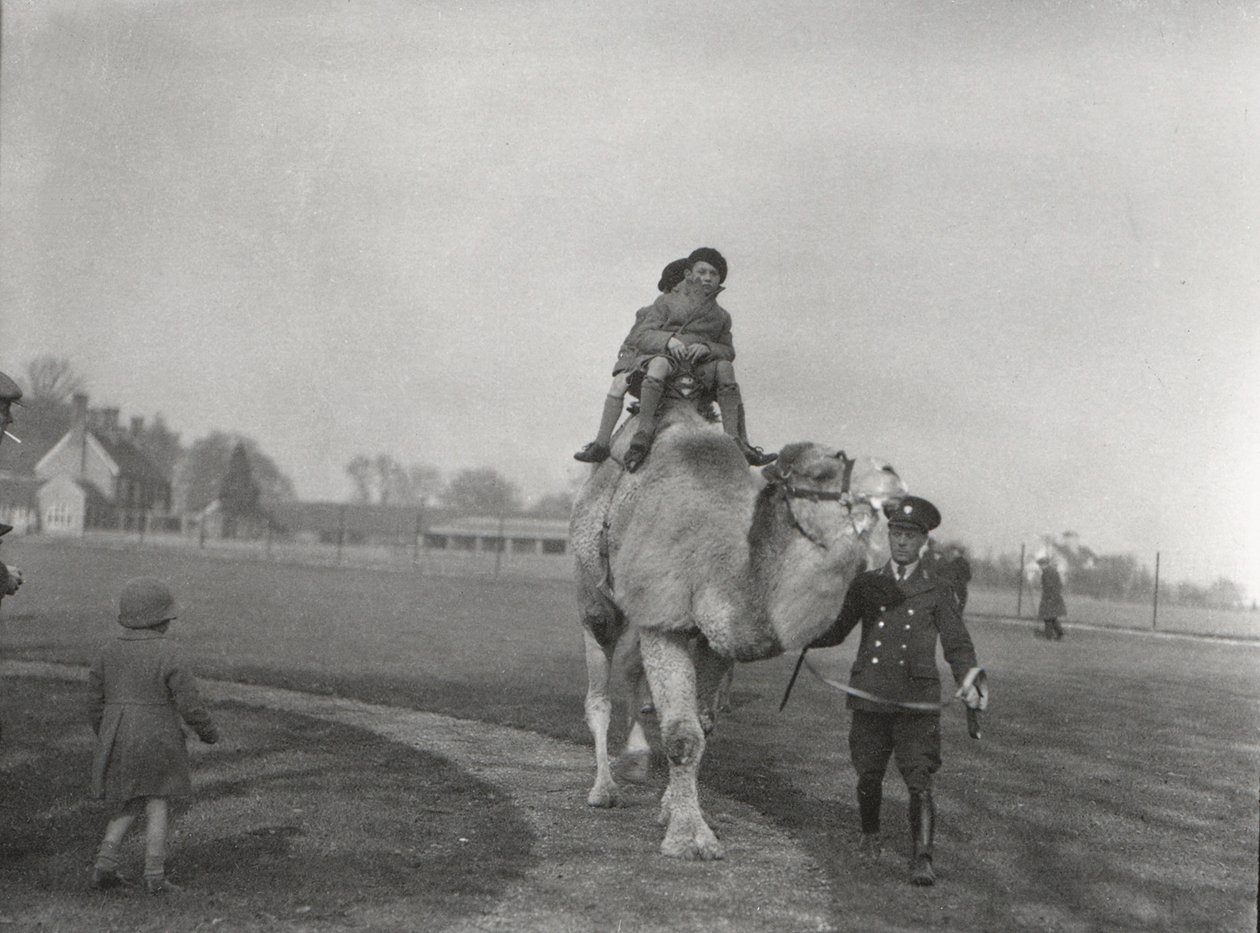 Arabialainen kameli, joka vie parin lapsia ratsastamaan ZSL Whipsnadessa maaliskuussa 1932 tekijältä Frederick William Bond