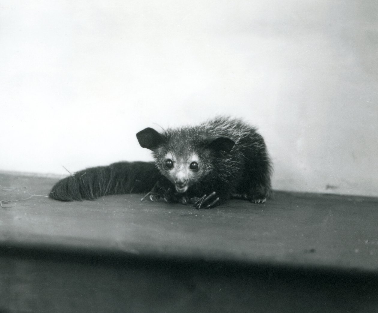 Aye-aye Lontoon eläintarhassa lokakuussa 1913 tekijältä Frederick William Bond