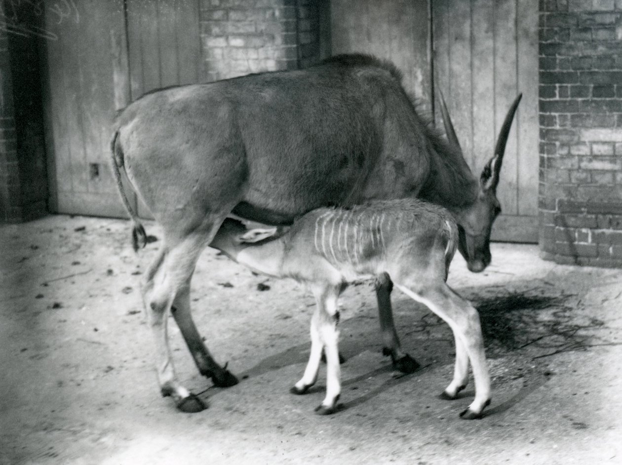 Eland-antilooppi ruokkimassa poikasiaan Lontoon eläintarhassa, 1920 tekijältä Frederick William Bond
