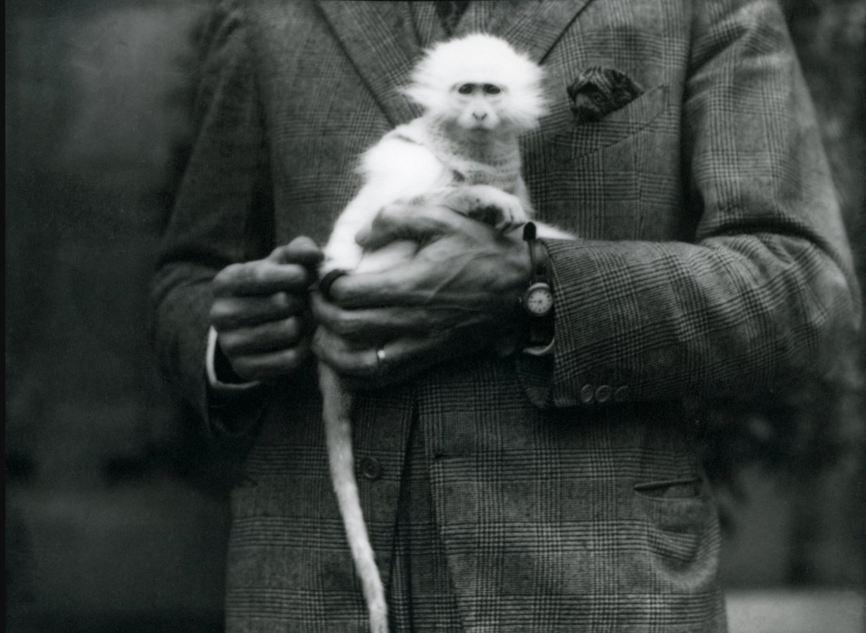 Albiino Old World Monkey, suvun Ceropithecus, pidetty Lontoon eläintarhassa heinäkuussa 1922 tekijältä Frederick William Bond