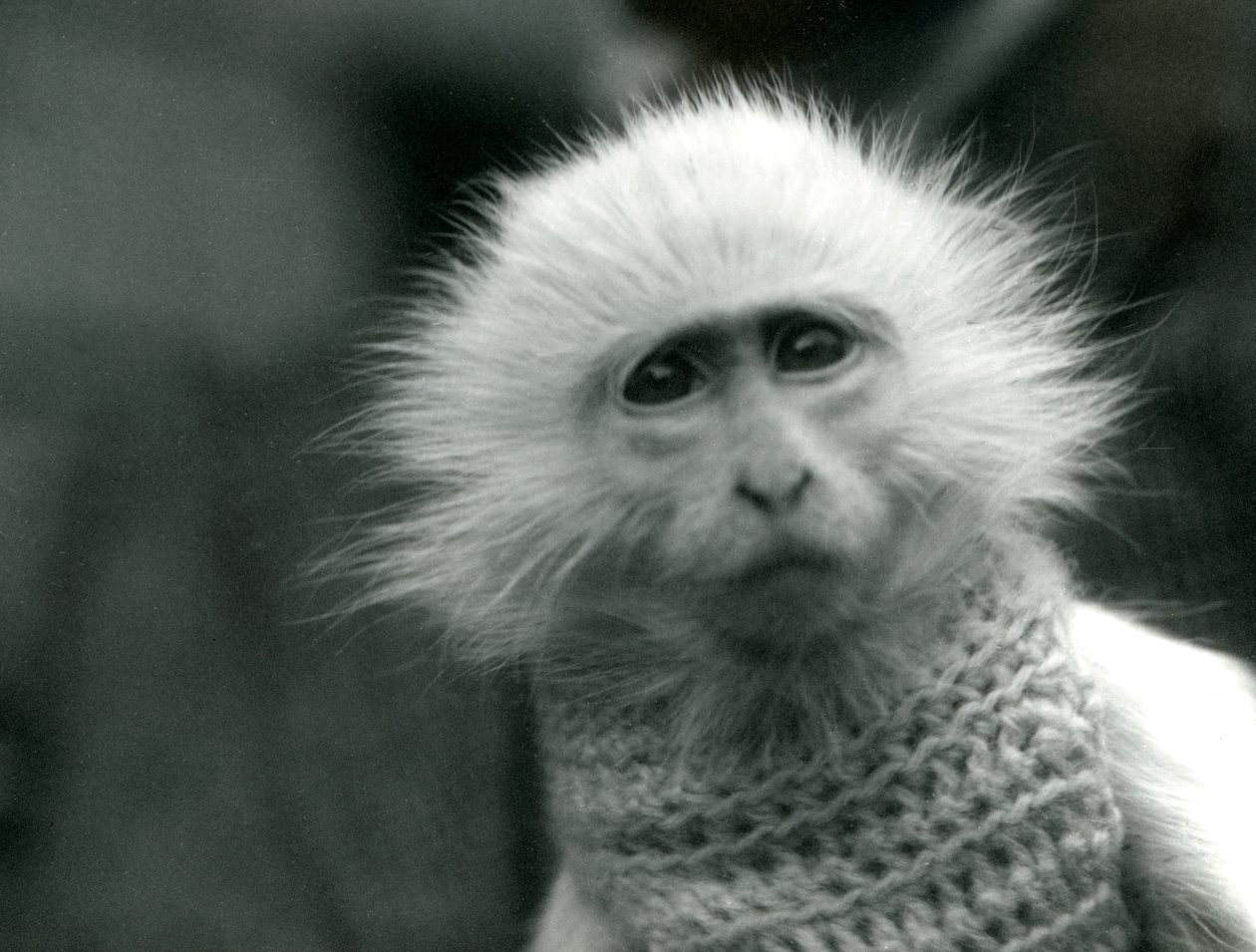 Albiino Old World Monkey, suvun Theropithecus, villapaita yllään Lontoon eläintarhassa heinäkuussa 1922 (bw kuva) tekijältä Frederick William Bond