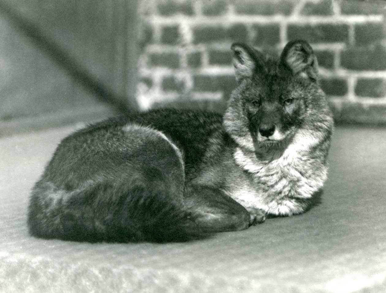 Uhanalainen Dhole tai Aasian villikoira lepää Lontoon eläintarhassa, 1923 (bw kuva) tekijältä Frederick William Bond