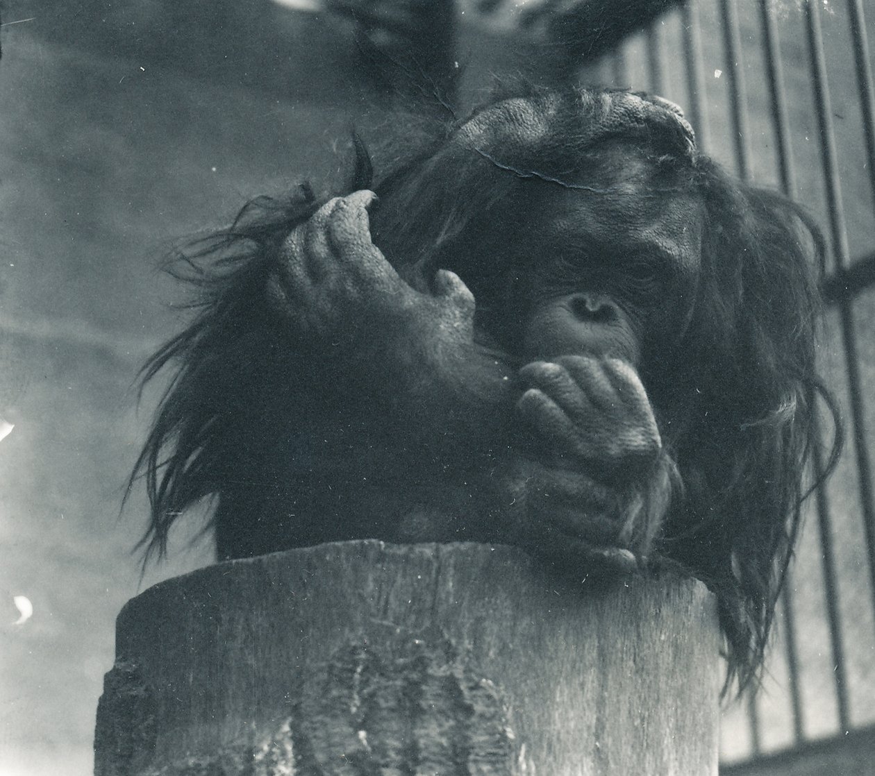 Orangutan ZSL Lontoon eläintarhassa huhtikuussa 1923 tekijältä Frederick William Bond