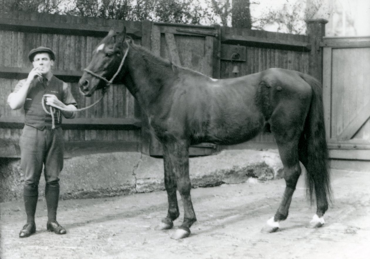 Arabiori Dwarka hevosauton kuljettajan Pony Mooren kanssa, Lontoon eläintarha, 1921 (bw kuva) tekijältä Frederick William Bond