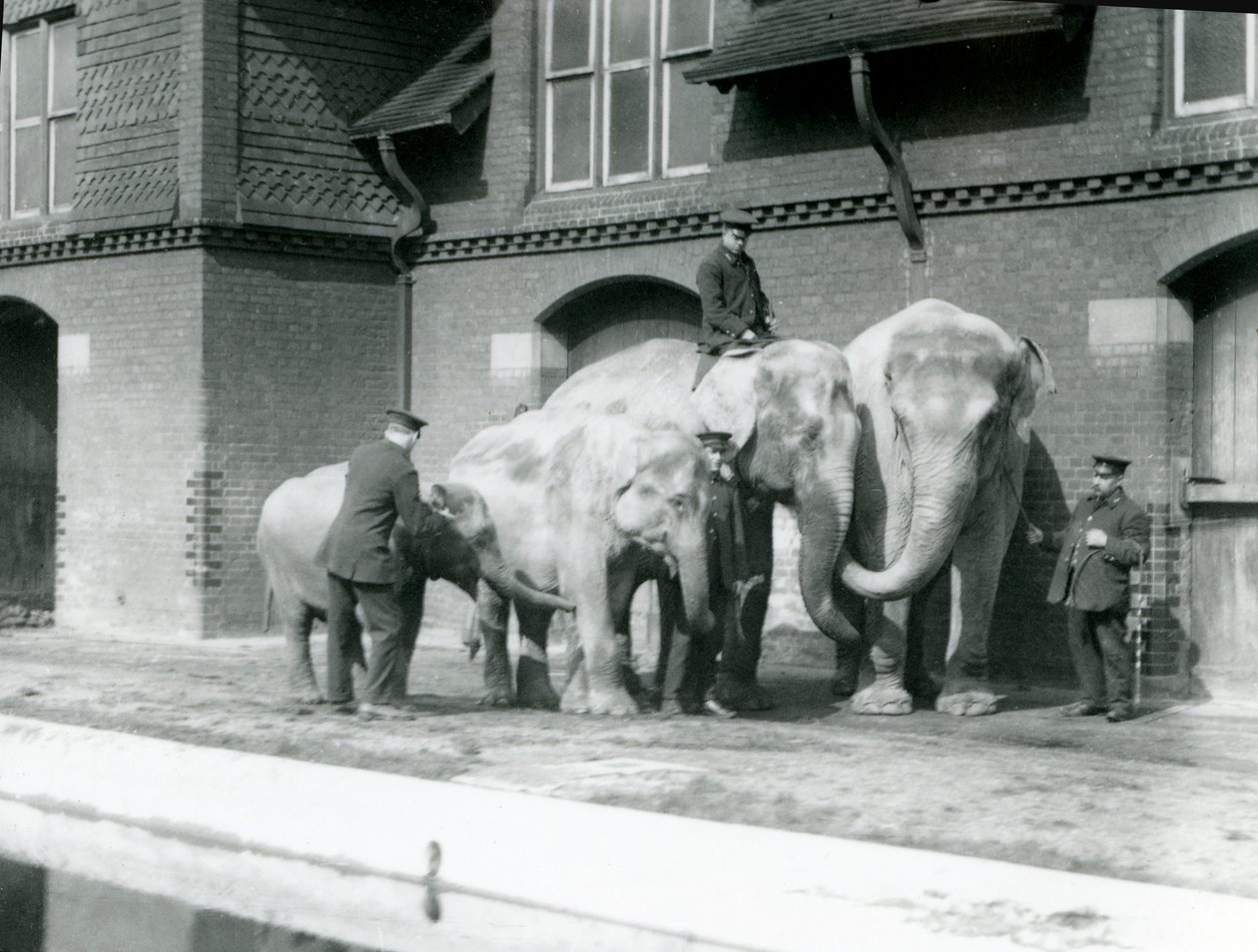 Aasialaisia norsuja, kaksi aikuista ja kaksi nuorta, hoitajiensa kanssa Lontoon eläintarhassa, ennen vuotta 1930 (s/w-kuva). tekijältä Frederick William Bond