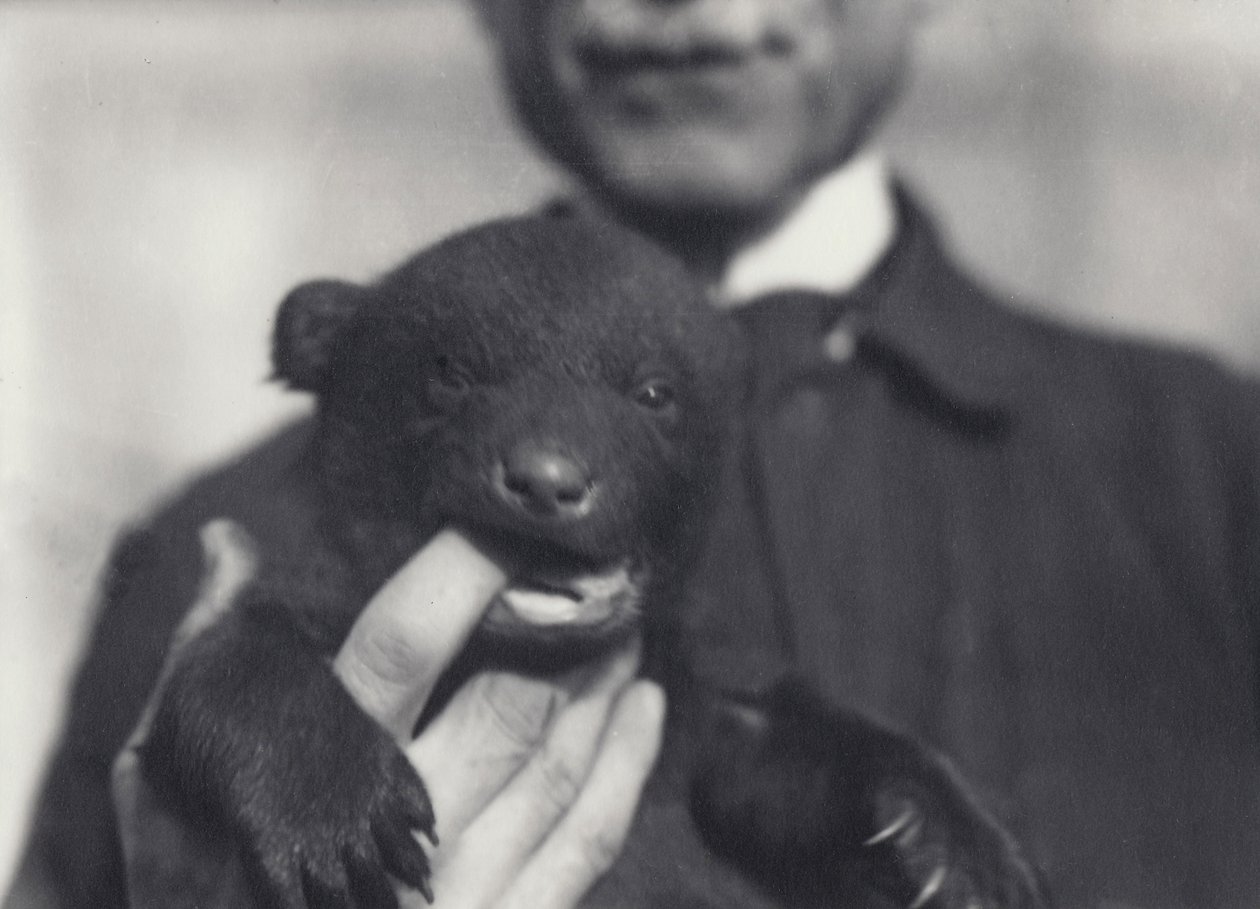 6 viikon ikäinen ruskean ja mustan karhun pentu pureskelee sitä pitelevän hoitajan sormea Lontoon eläintarhassa helmikuussa 1920. tekijältä Frederick William Bond