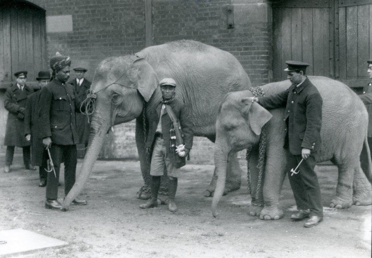 Burmanorsuja ja eläintenhoitaja Jack Milbourne, Syed Ali (vasen) ja San Dwe (keskellä), Lontoon eläintarha, toukokuu 1923 (svetokuvassa). tekijältä Frederick William Bond
