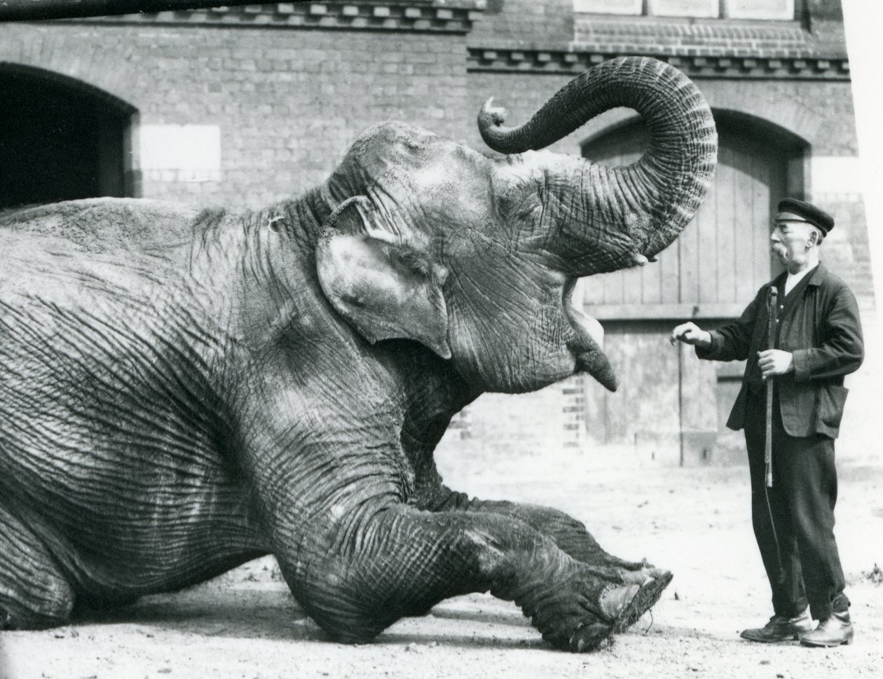 Naaras intialainen norsu "Suffa Culli", (Musta ruusu) makaa ja nostaa vartaloaan näyttääkseen hoitaja Charles Eylesille hampaansa, Lontoon eläintarha, huhtikuu 1914 tekijältä Frederick William Bond