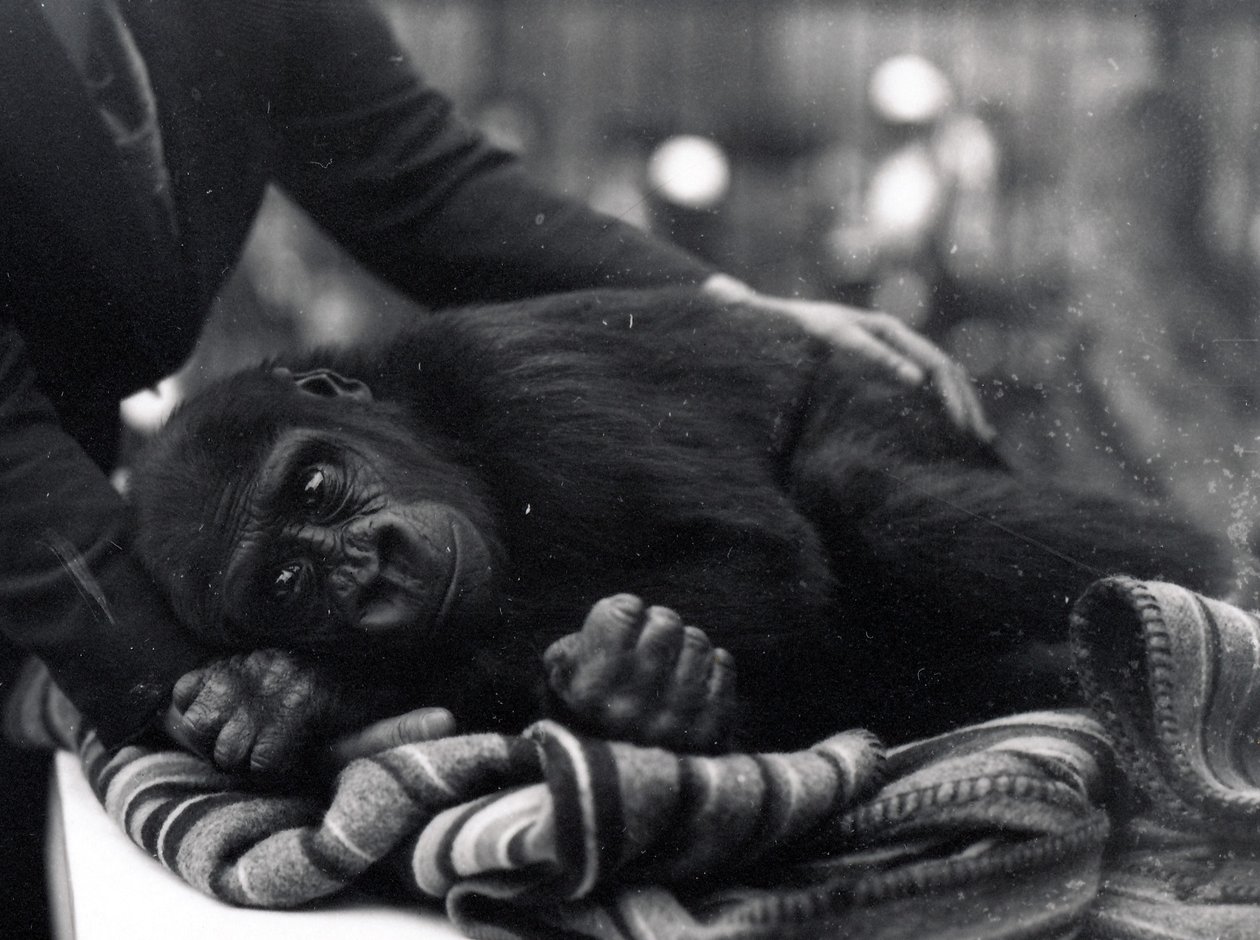 Viisivuotias gorilla makaa makuulla, eläintenhoitaja lohduttaa häntä. tekijältä Frederick William Bond