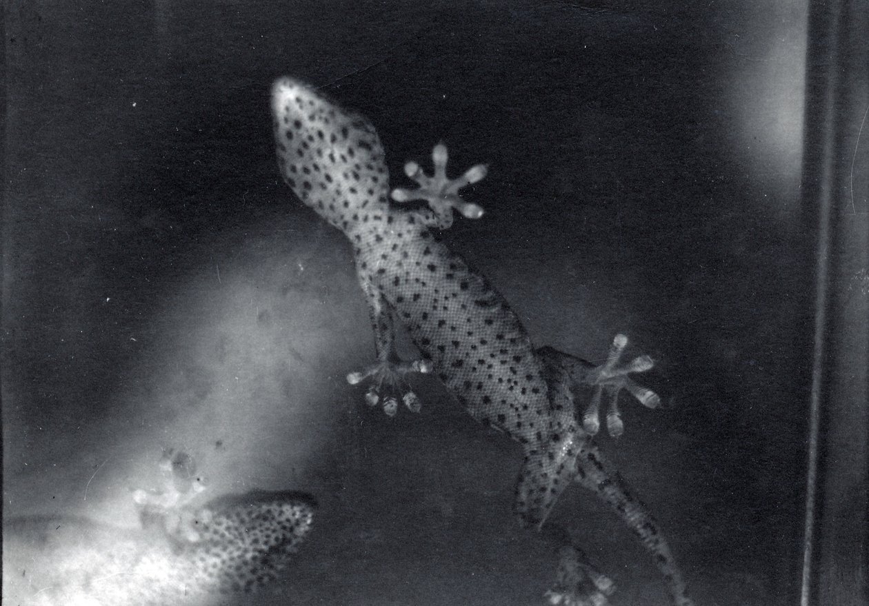 Gecko on glass tekijältä Frederick William Bond