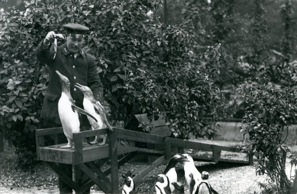 Gentoo Penguins ponnahduslaudalla, joita vartija Albert White ruokkii kaloja, kun taas Black-Footed Penguins katselee, Lontoon eläintarha, 1914 tekijältä Frederick William Bond