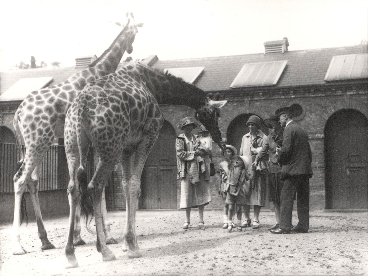 Kirahvit ja vierailijat ZSL Lontoon eläintarhassa heinäkuusta 1926 tekijältä Frederick William Bond