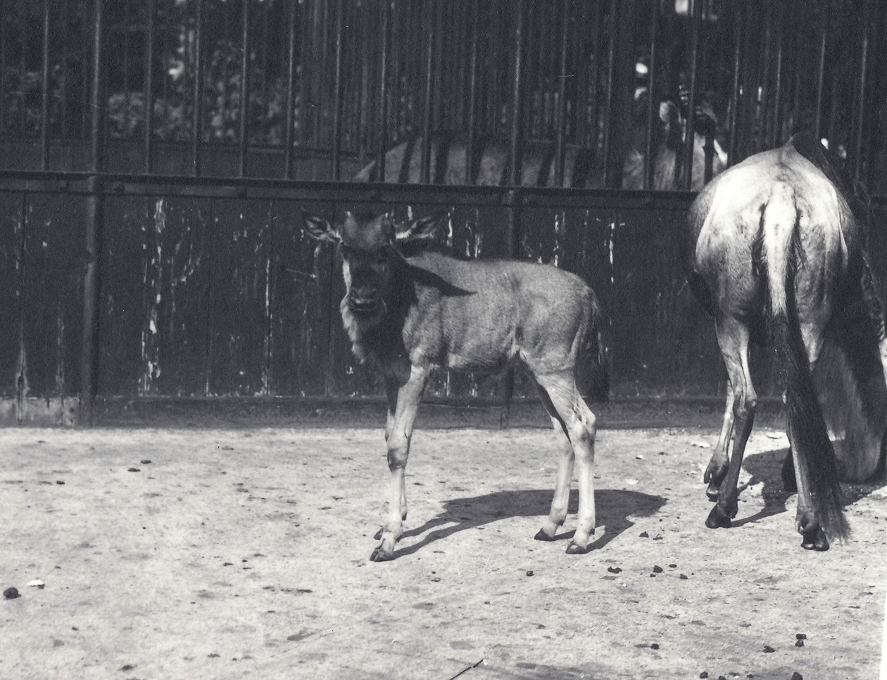 Gnu eli gnuu ja nuoret Lontoon eläintarhassa, elokuussa 1917 tekijältä Frederick William Bond