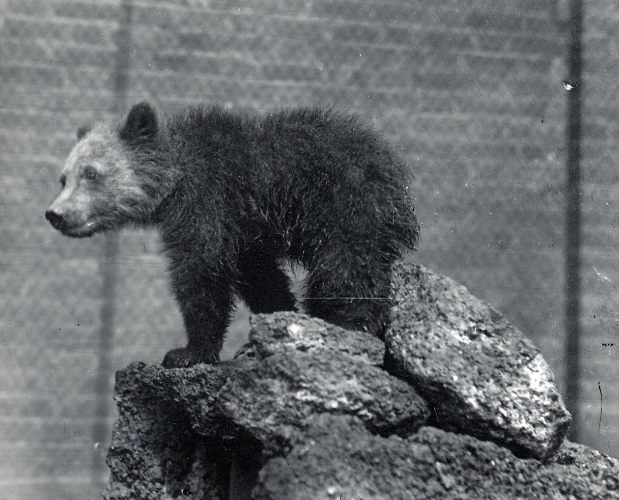 Harmaakarhun pentu tekijältä Frederick William Bond