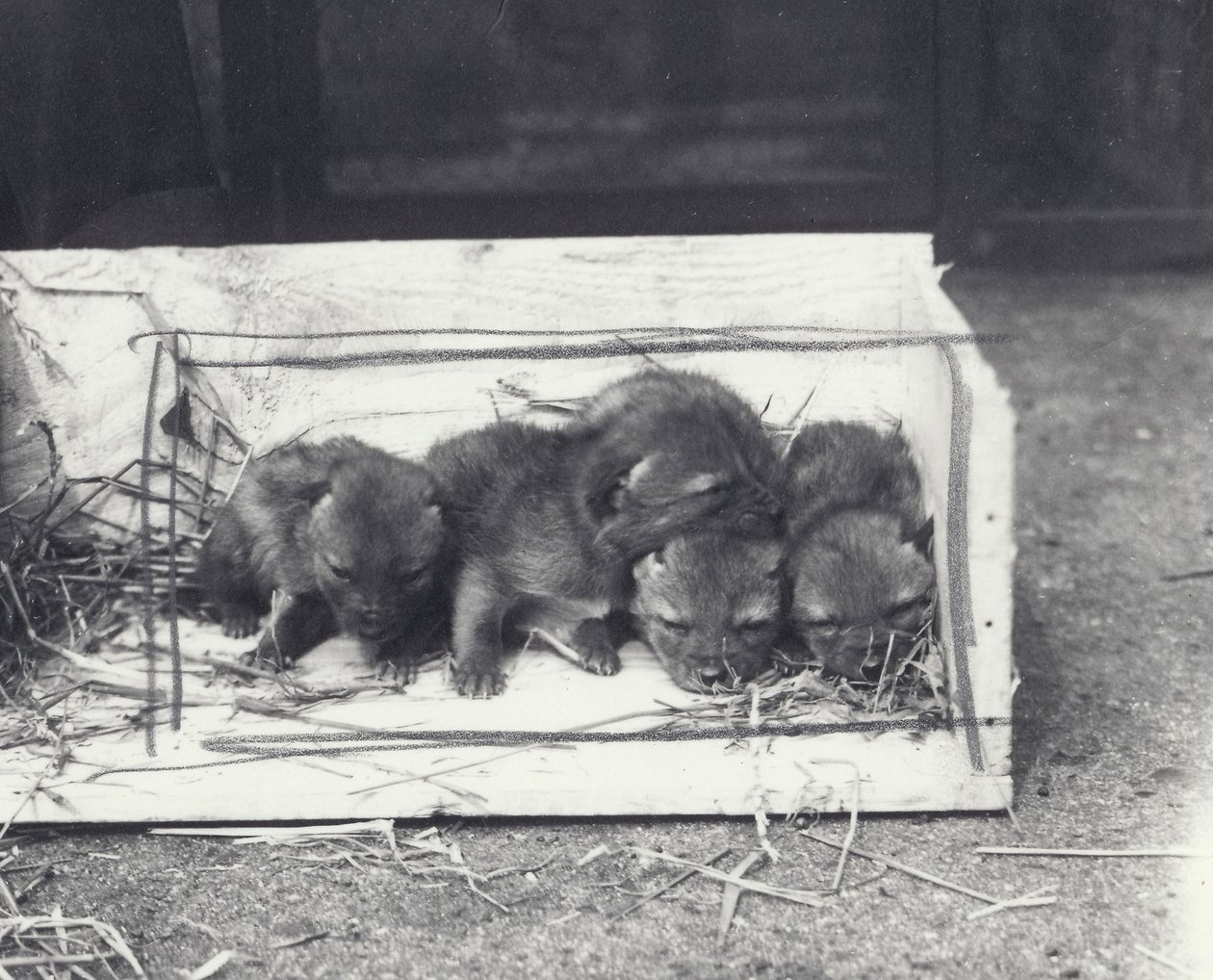 Saakaalinpentuja laatikossa, 1915 tekijältä Frederick William Bond