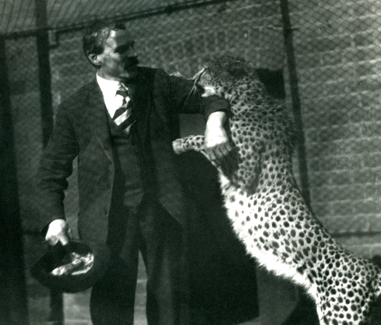 Eläintenhoitaja Charles Dixon leikkivän gepardin kanssa Lontoon eläintarhassa, lokakuu 1922 (svetokuvassa). tekijältä Frederick William Bond