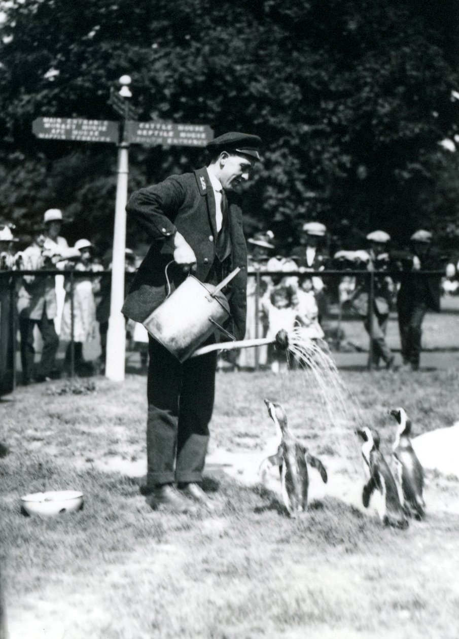 Vartija Ernie Sceales antaa kolmelle pingviinille suihkun kastelukannusta, Lontoon eläintarha, 1919 tekijältä Frederick William Bond