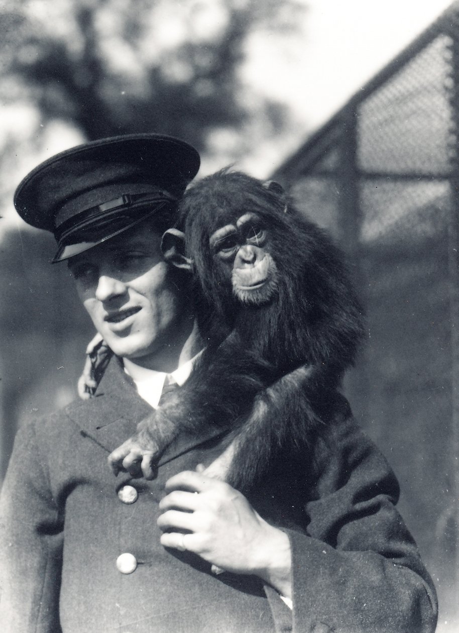 Eläintenhoitaja F. Shelly ja simpanssi Johnnie tai Marco ZSL:n Lontoon eläintarhassa. tekijältä Frederick William Bond
