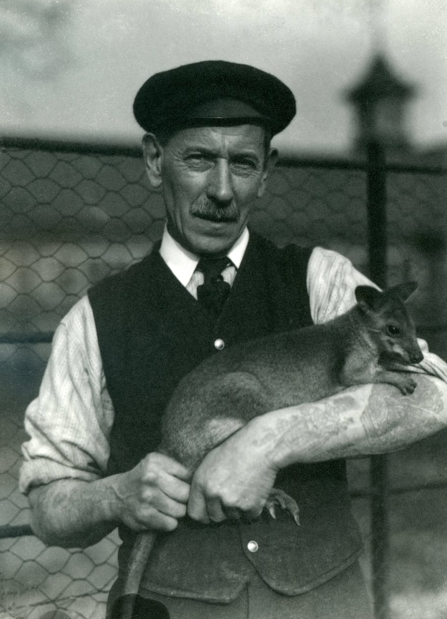 Vartija G. Blore pitelee Wallabya Lontoon eläintarhassa lokakuussa 1920 tekijältä Frederick William Bond