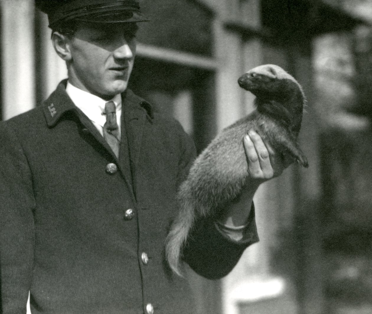 Vartija Leslie Flewin pitelee Grisonia Lontoon eläintarhassa, 1923 (bw kuva) tekijältä Frederick William Bond