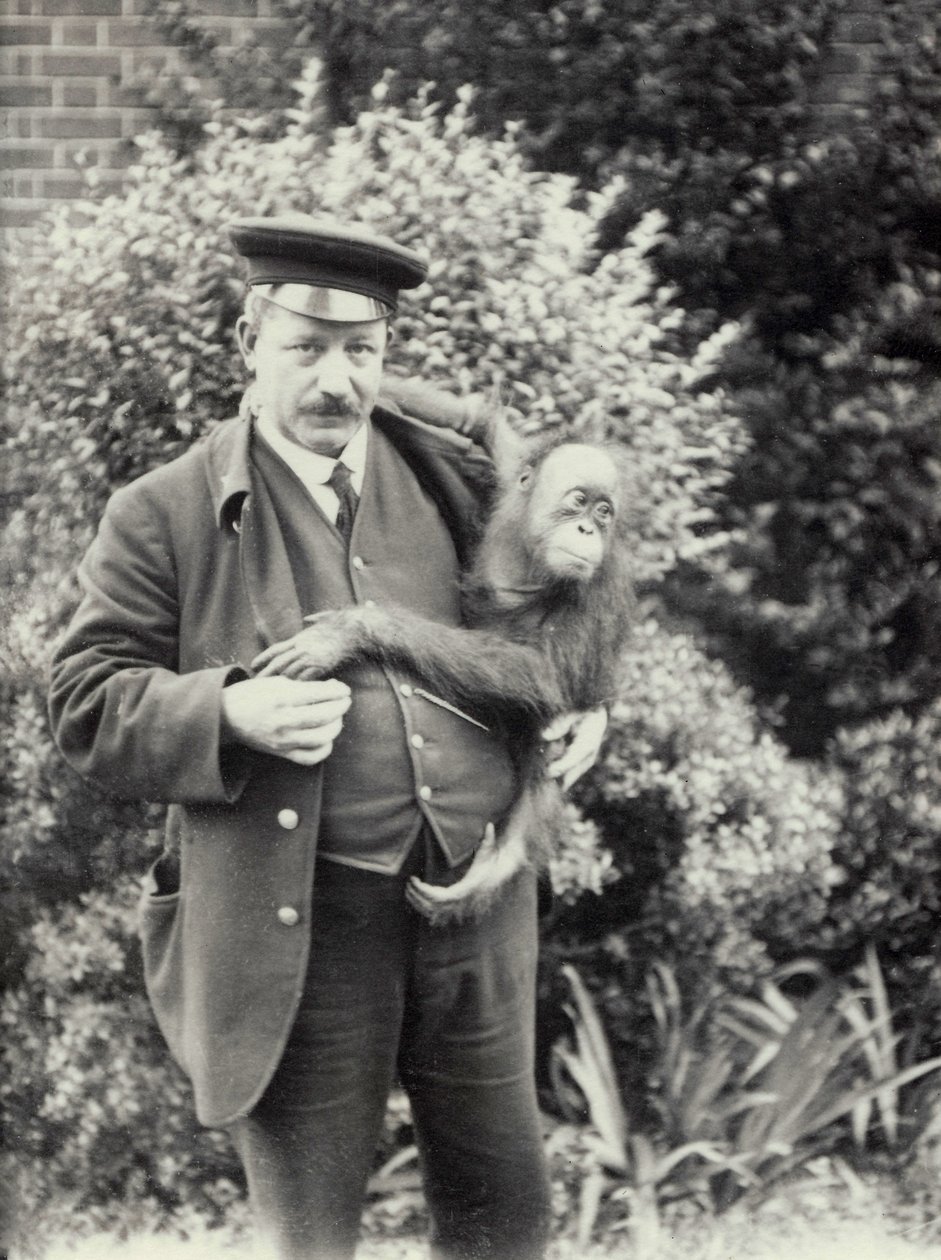 Eläintenhoitaja Z. Rodwell pitelee nuorta orankia Lontoon eläintarhassa, lokakuu 1913. tekijältä Frederick William Bond
