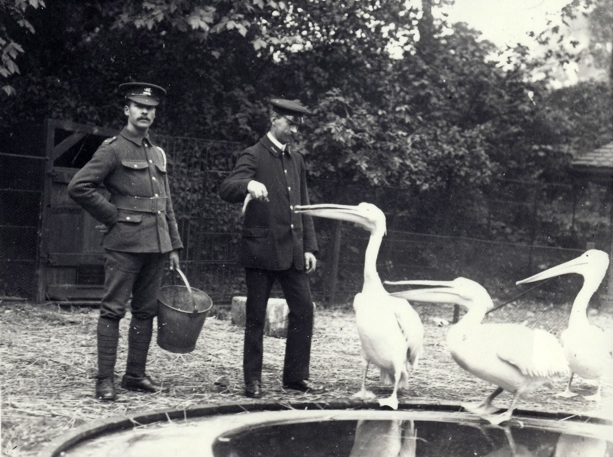 Vartijat Alf Taylor (oikealla) ja Bodman (vasemmalla) ruokkivat kaloja pelikaaneille uima-altaan äärellä Lontoon eläintarhassa lokakuussa 1915 tekijältä Frederick William Bond