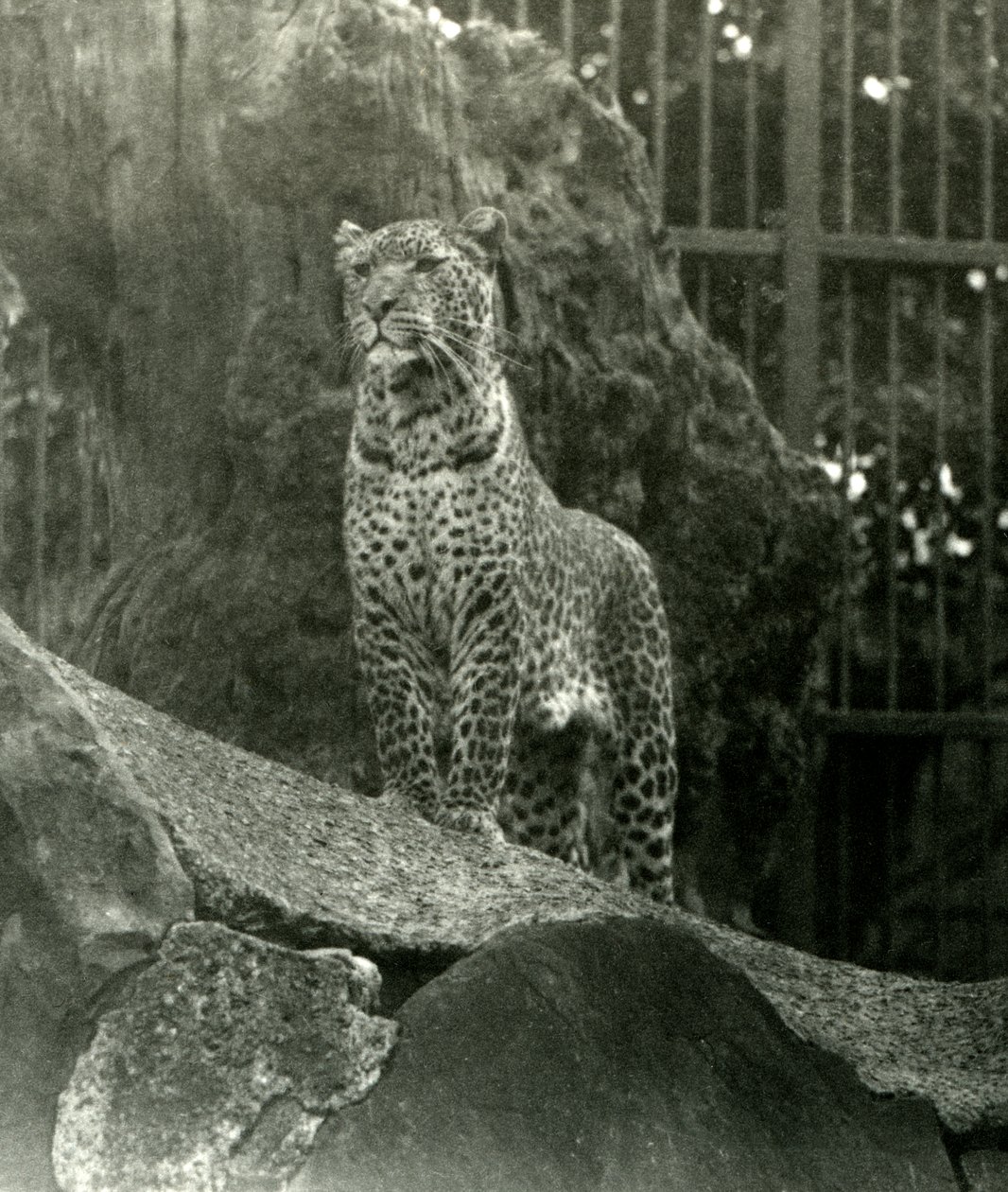 Leopard Rex seisoo kivillä aitauksessaan Lontoon eläintarhassa, 1923 (bw kuva) tekijältä Frederick William Bond