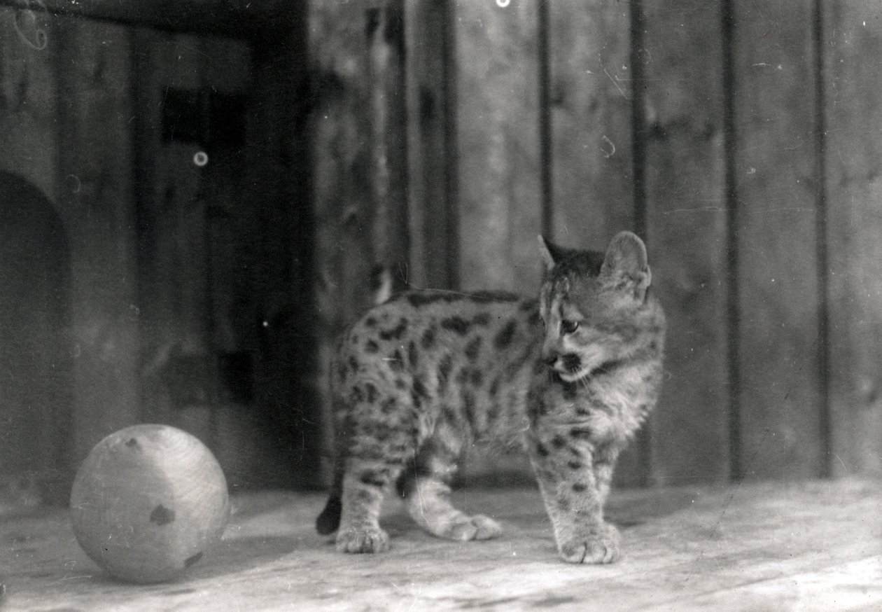 Leopardinpentu pallolla tekijältä Frederick William Bond