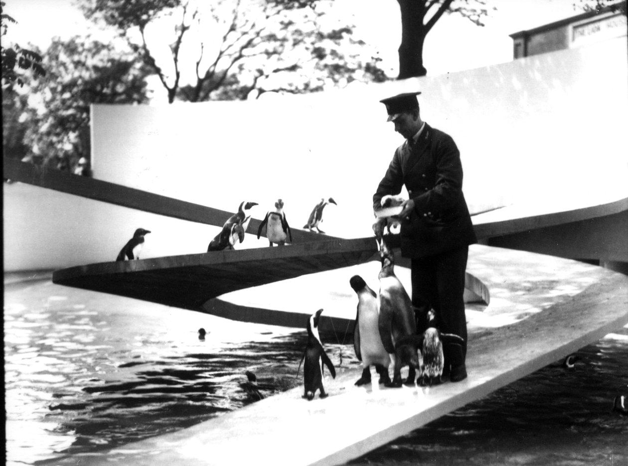 Lubetkin Penguin Pool, tammikuu 1934 tekijältä Frederick William Bond