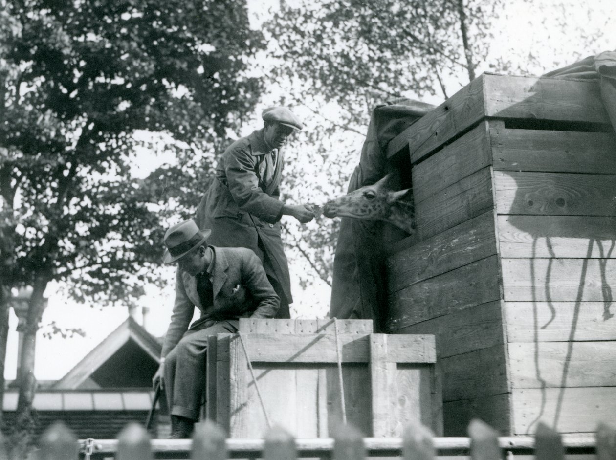 Miehet kuljettavat nuorta kirahvia Lontoon eläintarhaan ja tarjoavat välipalaa saapuessaan, toukokuu 1923 (s/w-kuva). tekijältä Frederick William Bond