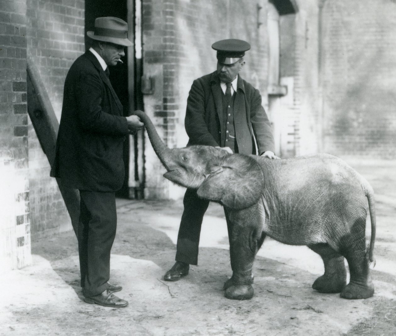 Äskettäin saapunut kääpiö metsänorsu Tiny pitäjiensä Robertsonin, Stimpsonin ja Milbournin kanssa Lontoon eläintarhassa, 1922 (bw kuva) tekijältä Frederick William Bond