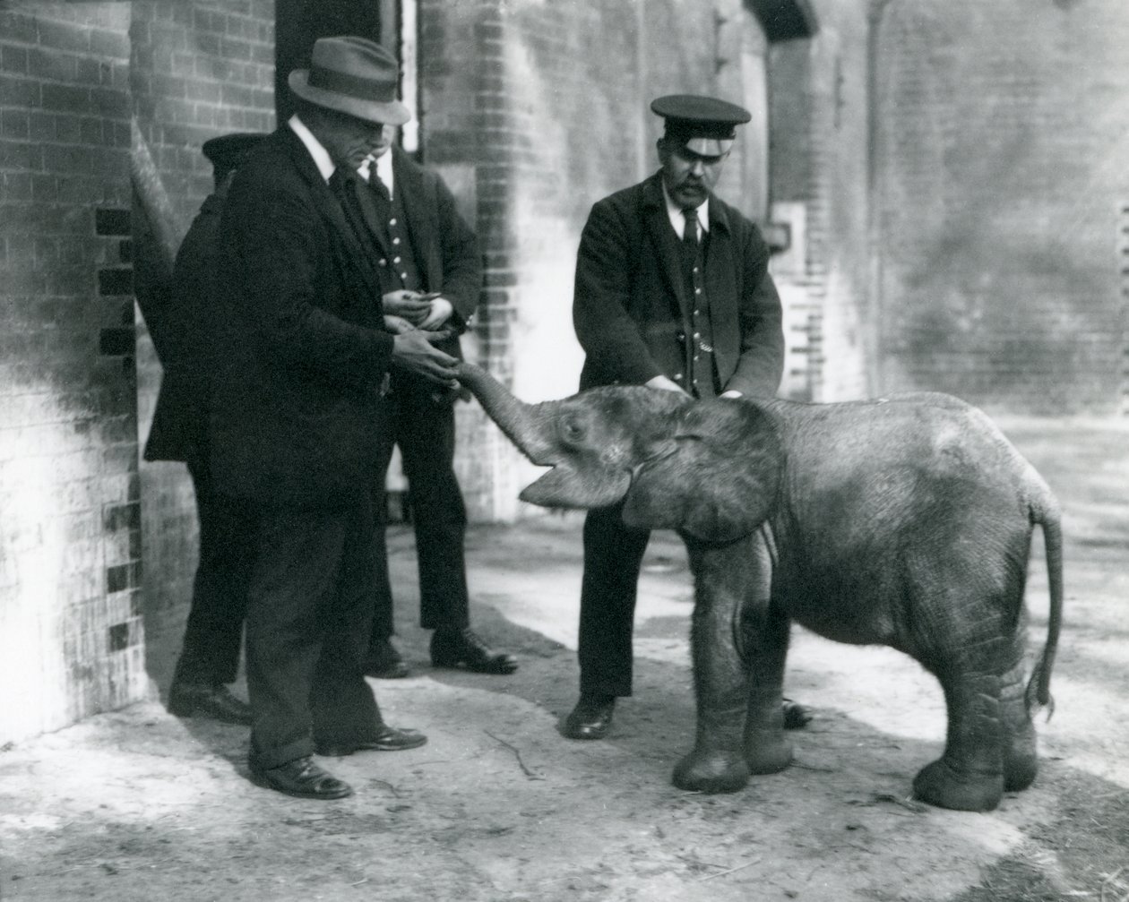 Äskettäin saapunut kääpiö metsänorsu Tiny pitäjiensä Robertsonin, Stimpsonin ja Milbournin kanssa Lontoon eläintarhassa, 1922 (bw kuva) tekijältä Frederick William Bond