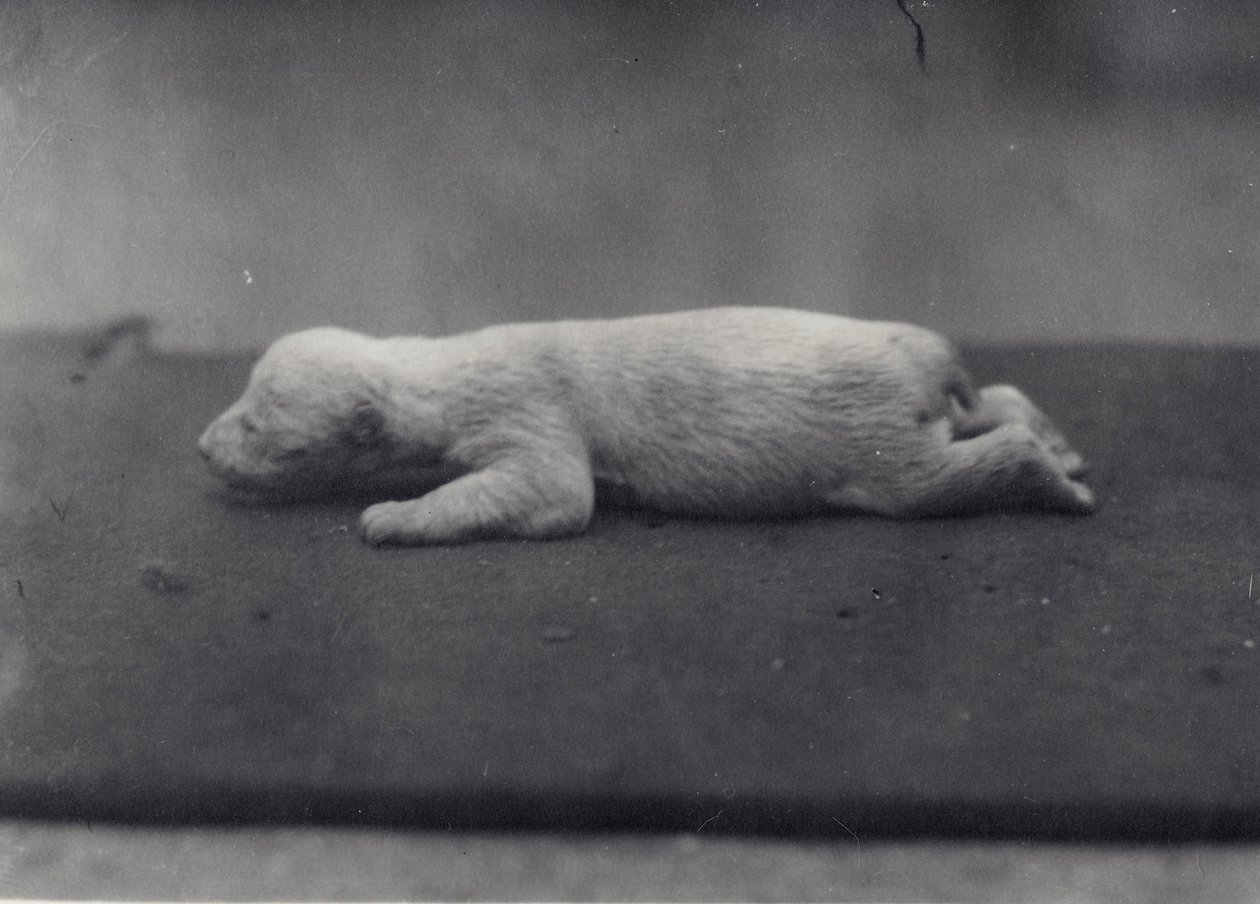 Jääkarhun pentu, jolla ei ole vielä silmiä auki, makaa peitolla Lontoon eläintarhassa, tammikuu 1920. tekijältä Frederick William Bond