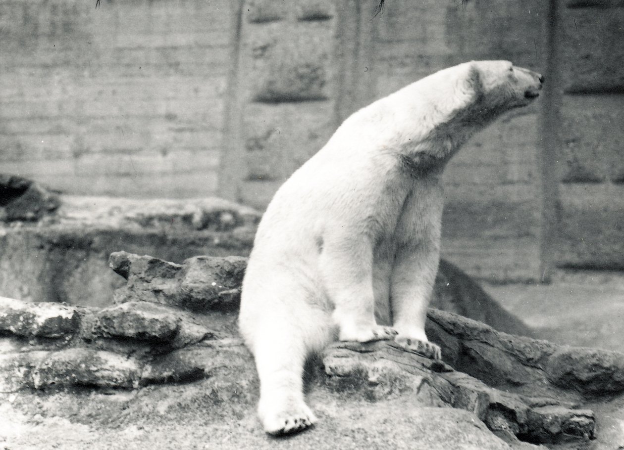 Jääkarhu istumassa, 1924 tekijältä Frederick William Bond