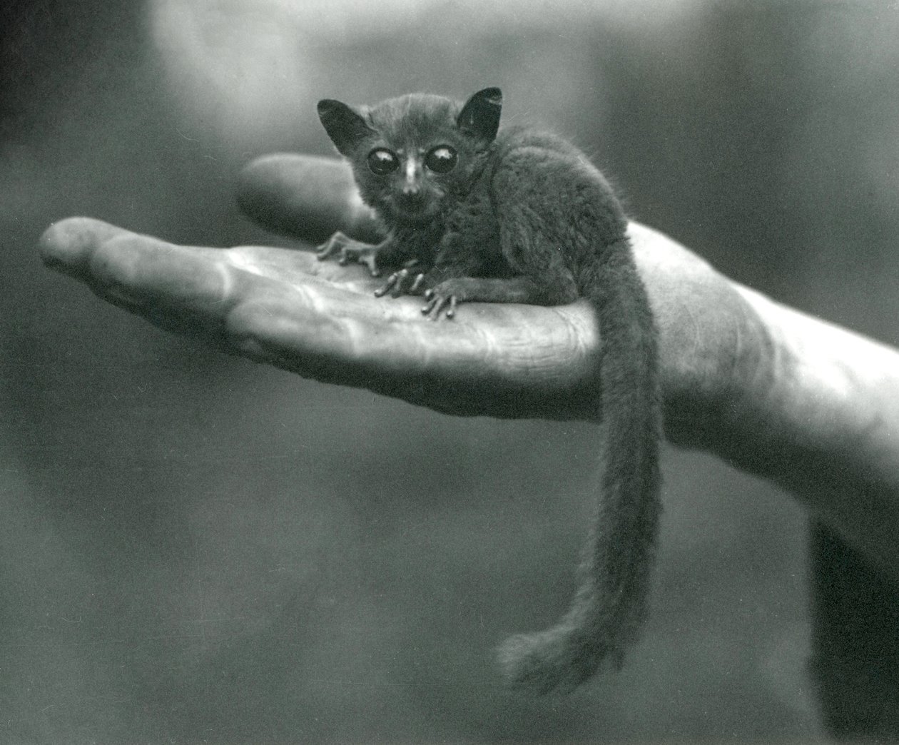 Prinssi Demidoff Galago tai Bushbaby lepäämässä vartijan kämmenellä Lontoon eläintarhassa huhtikuussa 1917 tekijältä Frederick William Bond