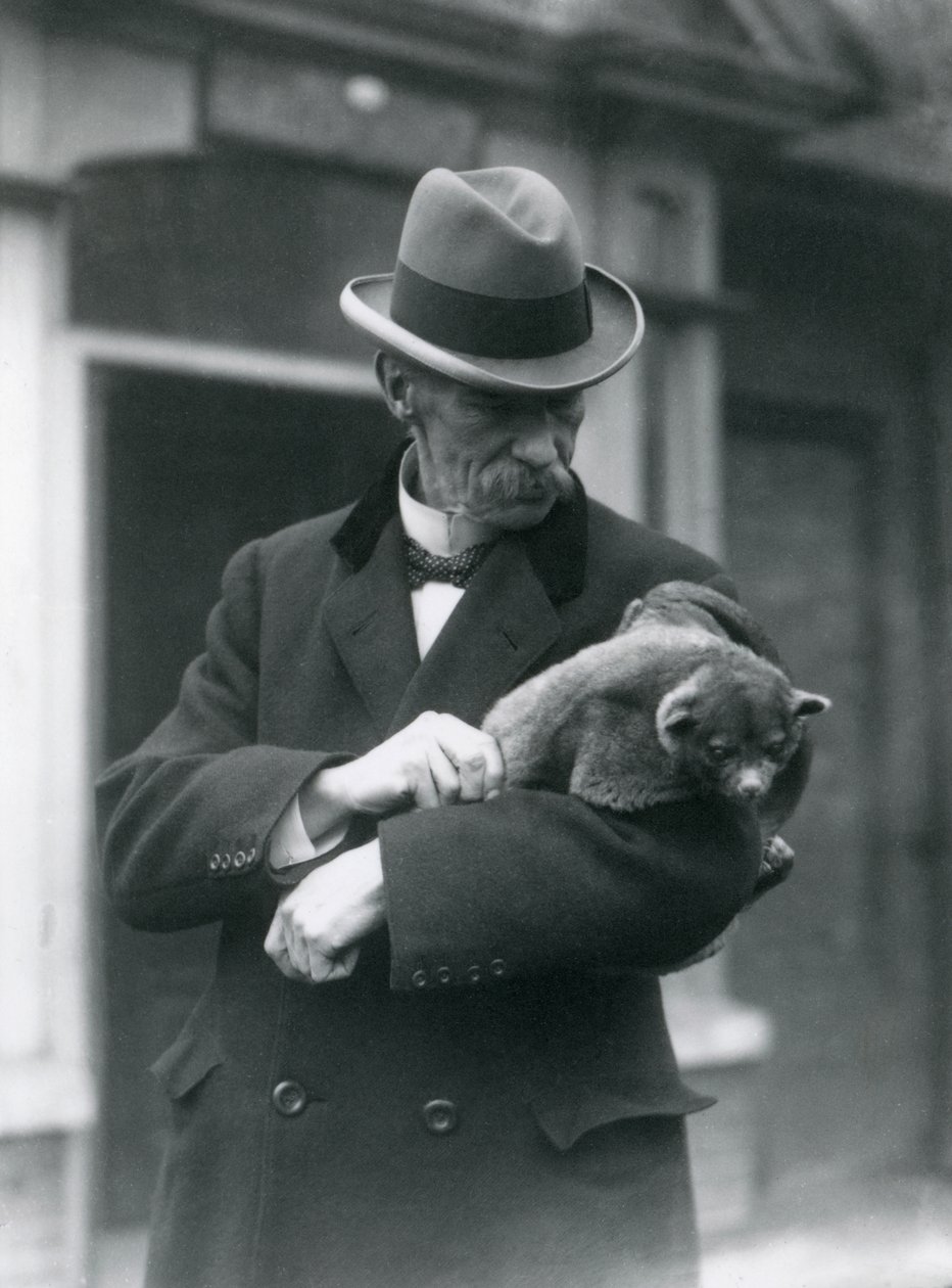 Reginald Innes Pocock F.R.S. hänellä on kinkajou, Lontoon eläintarha, 1923 (bw kuva) tekijältä Frederick William Bond