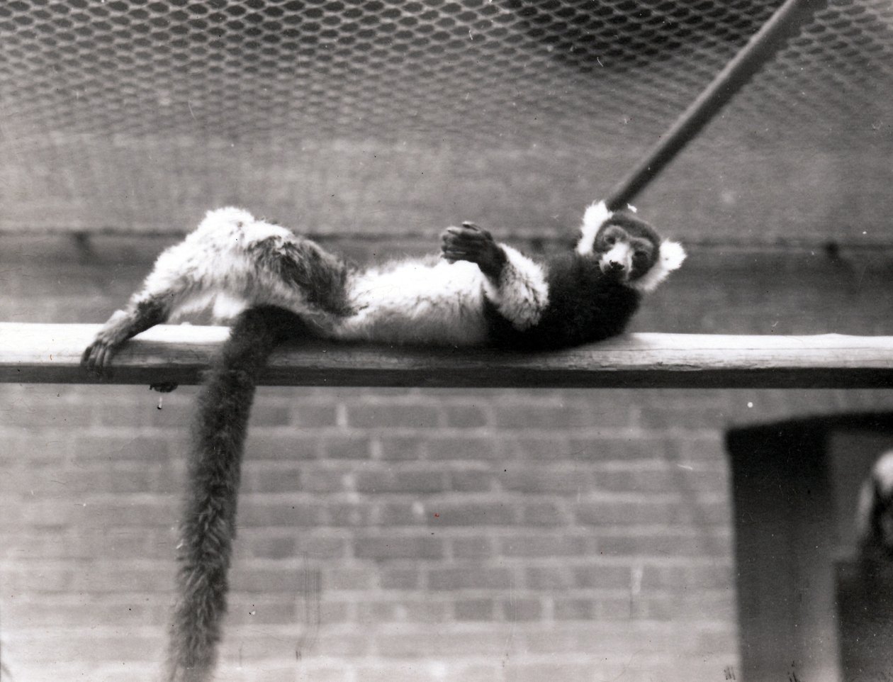 Pörröinen lemur tekijältä Frederick William Bond
