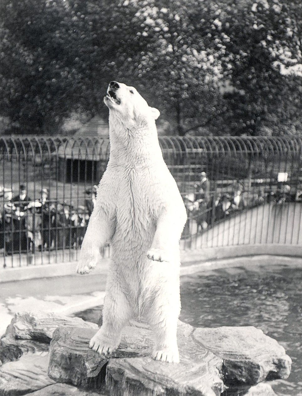 Jääkarhu Sam kerjäämässä ruokaa ZSL Lontoon eläintarhassa, 1912 tekijältä Frederick William Bond