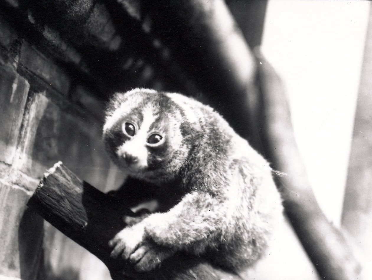 Hidas Loris oksalla eläintarhassa, 1913 tekijältä Frederick William Bond