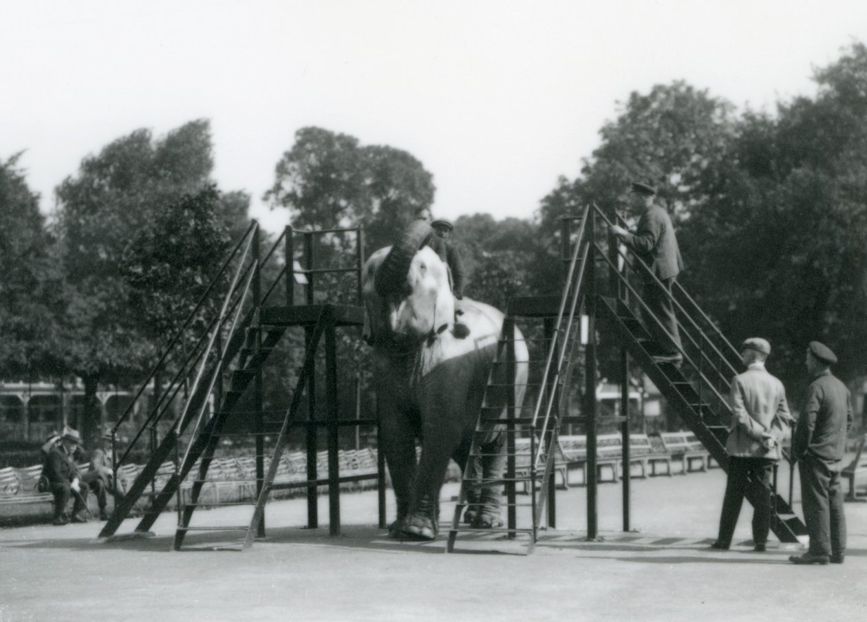 Syed Ali kouluttaa Indiarania muun henkilökunnan ja eläintenhoitajien katsoessa vierestä, Lontoon eläintarha, kesäkuu 1922 (svetokuvassa). tekijältä Frederick William Bond