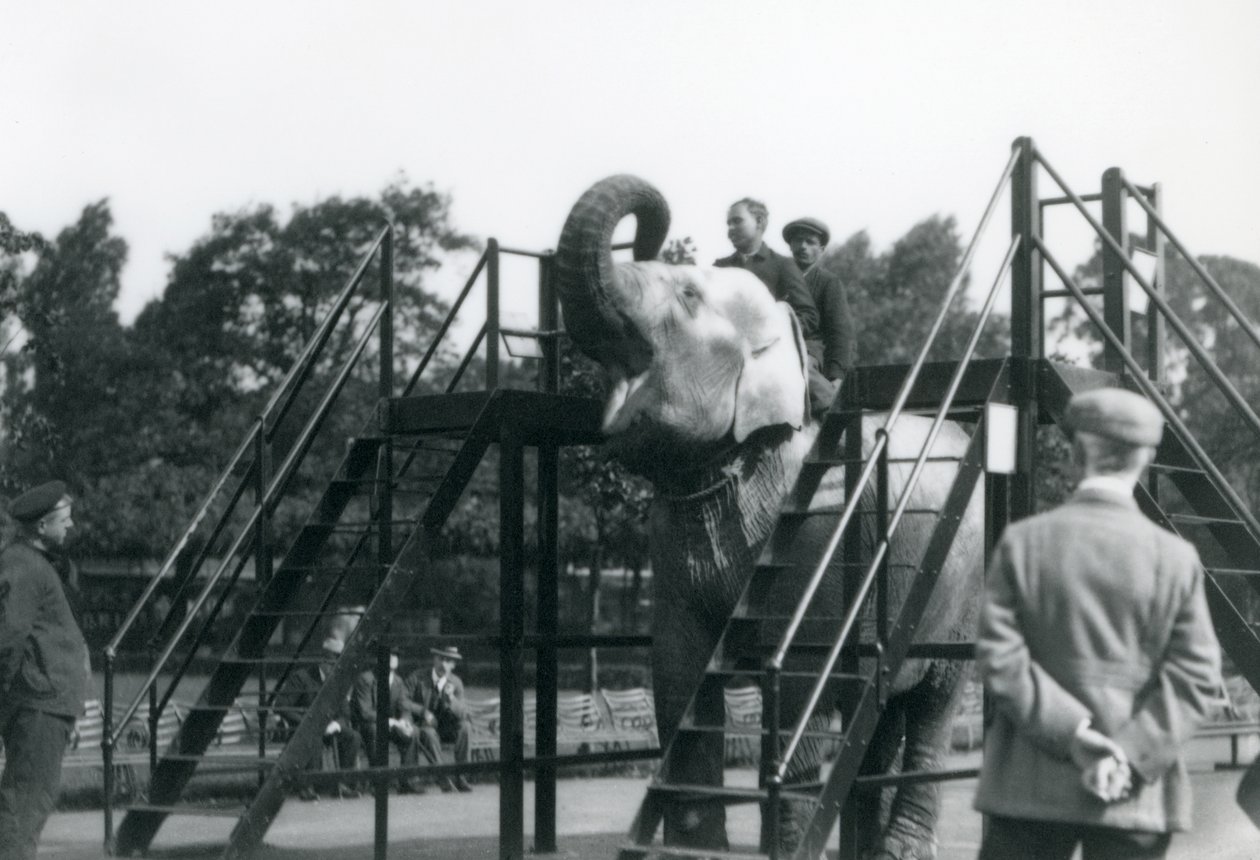 Syed Ali kouluttaa Indianrania, kun muu henkilökunta ja vartijat katsovat, Lontoon eläintarha, kesäkuu 1922 (bw kuva) tekijältä Frederick William Bond