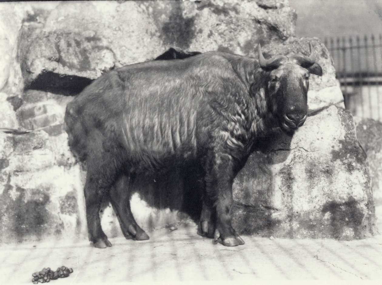 Takin, joka tunnetaan myös nimellä cattle chamois tai gnu vuohi, Lontoon eläintarhassa. tekijältä Frederick William Bond