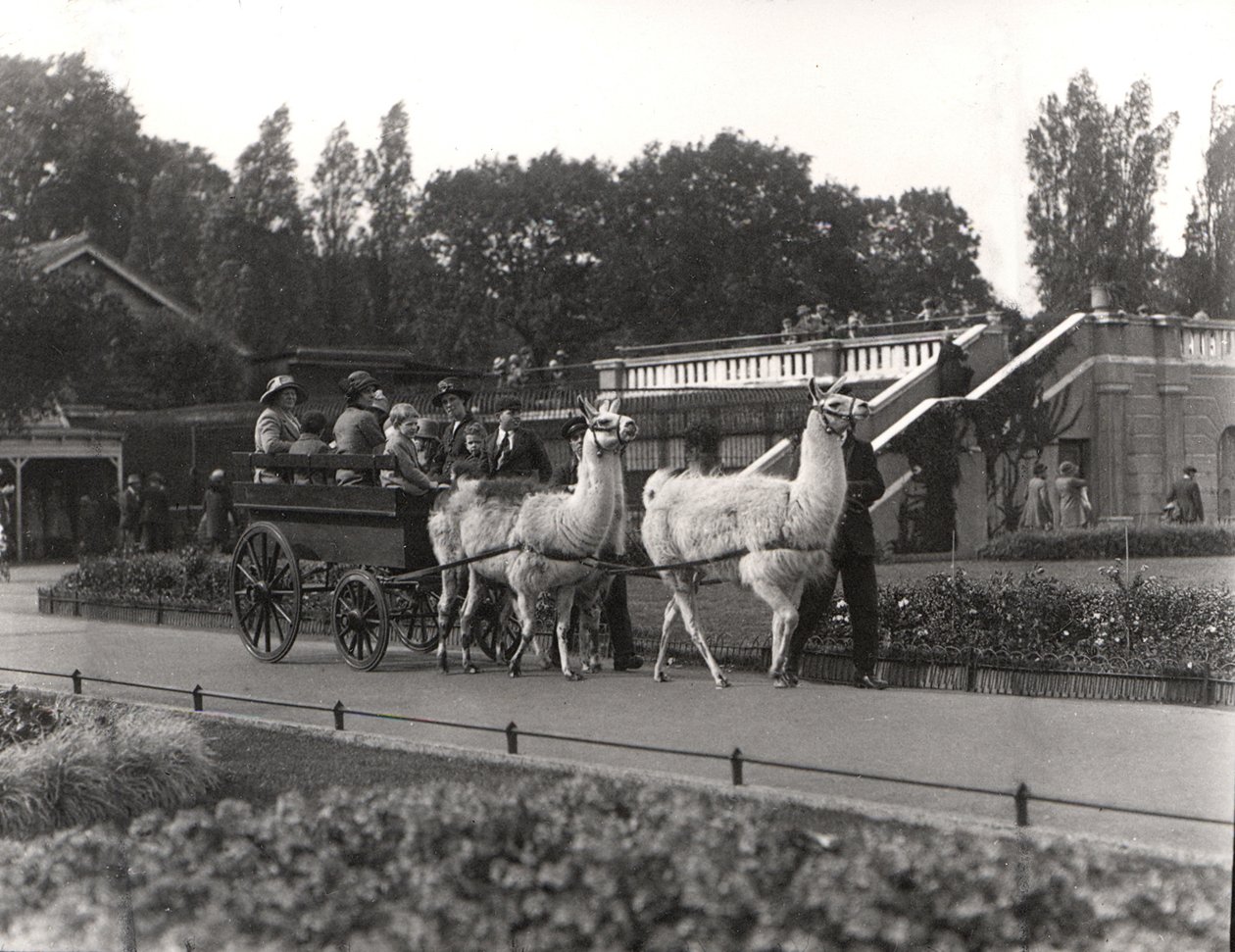 Laama ratsastaa - kerran ZSL Lontoon eläintarhassa syyskuussa 1923 tekijältä Frederick William Bond